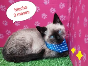 Gato raça SRD-ViraLata idade 2 a 6 meses nome Bento