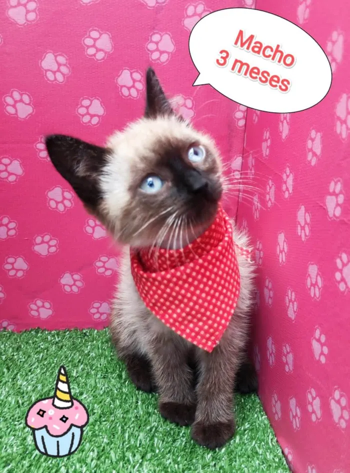 Gato ra a  idade 2 a 6 meses nome Harry