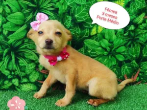 Cachorro raça  idade 2 a 6 meses nome Isis