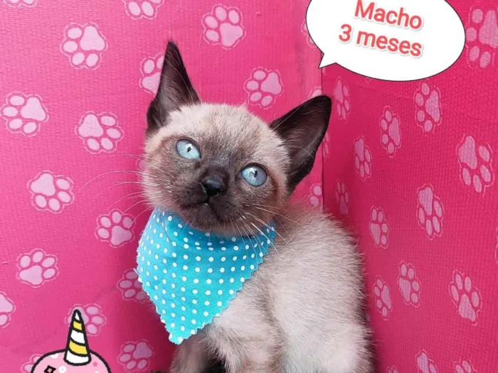 Gato ra a SRD-ViraLata idade 2 a 6 meses nome Yan 