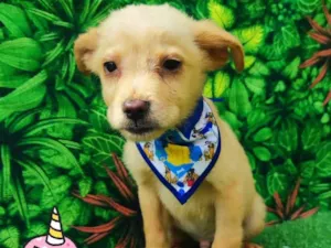 Cachorro raça  idade 2 a 6 meses nome Ryan 