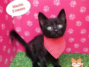 Gato raça  idade 2 a 6 meses nome Danty 