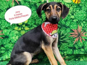 Cachorro raça SRD-ViraLata idade 2 a 6 meses nome Jony