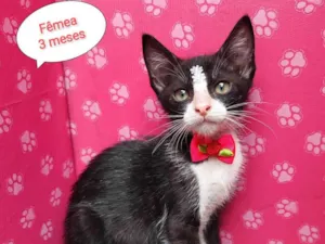 Gato raça  idade 2 a 6 meses nome Sol 