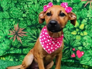 Cachorro raça SRD-ViraLata idade 2 a 6 meses nome Mel