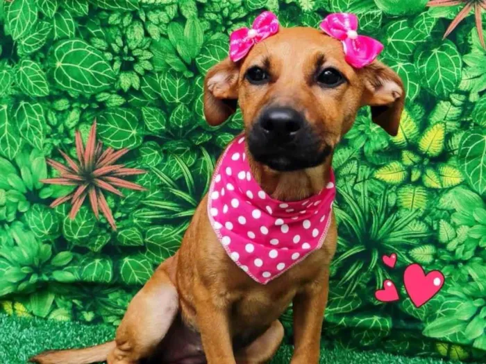 Cachorro ra a SRD-ViraLata idade 2 a 6 meses nome Mel