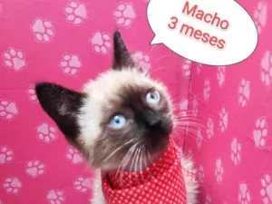 Gato raça  idade 2 a 6 meses nome Harry