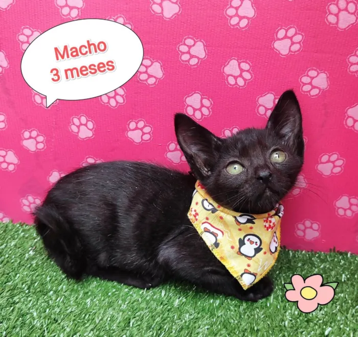 Gato ra a  idade 2 a 6 meses nome Renan 