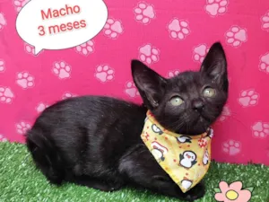 Gato raça  idade 2 a 6 meses nome Renan 