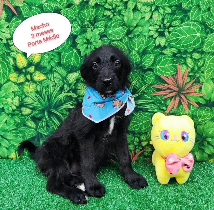 Cachorro ra a SRD-ViraLata idade 2 a 6 meses nome Peludinho