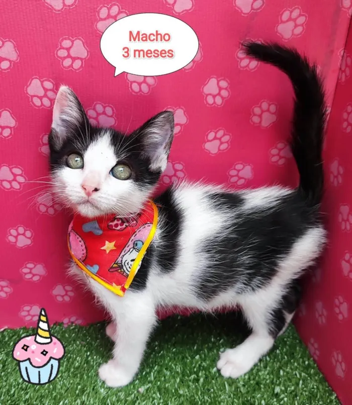 Gato ra a SRD-ViraLata idade 2 a 6 meses nome Hey hey 