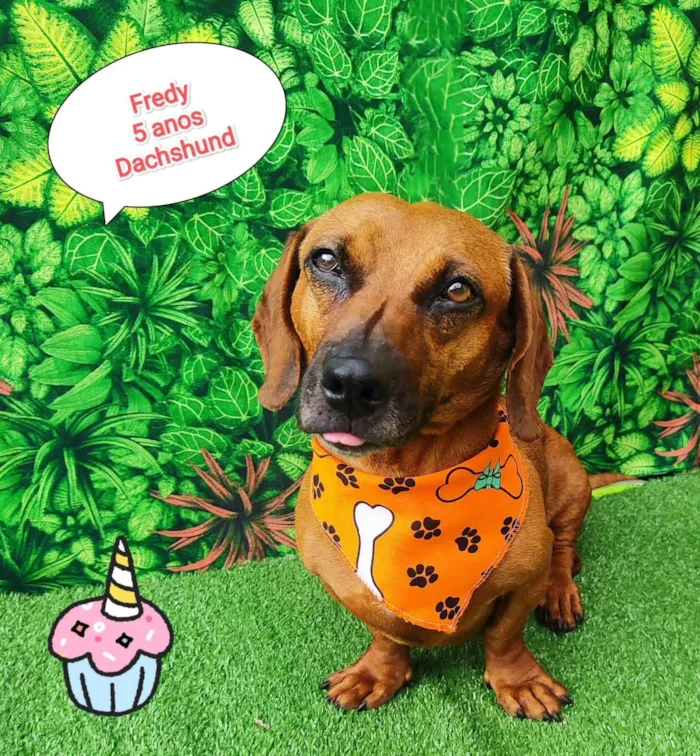 Cachorro ra a Dachshund idade 5 anos nome Fredy