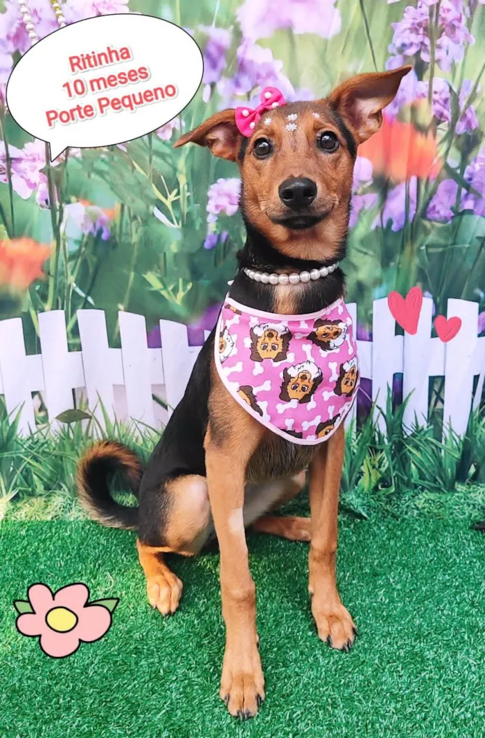 Cachorro ra a SRD-ViraLata idade 7 a 11 meses nome Ritinha