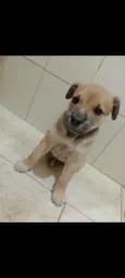 Apolo