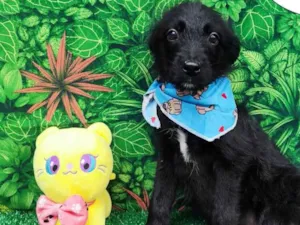Cachorro raça SRD-ViraLata idade 2 a 6 meses nome Peludinho