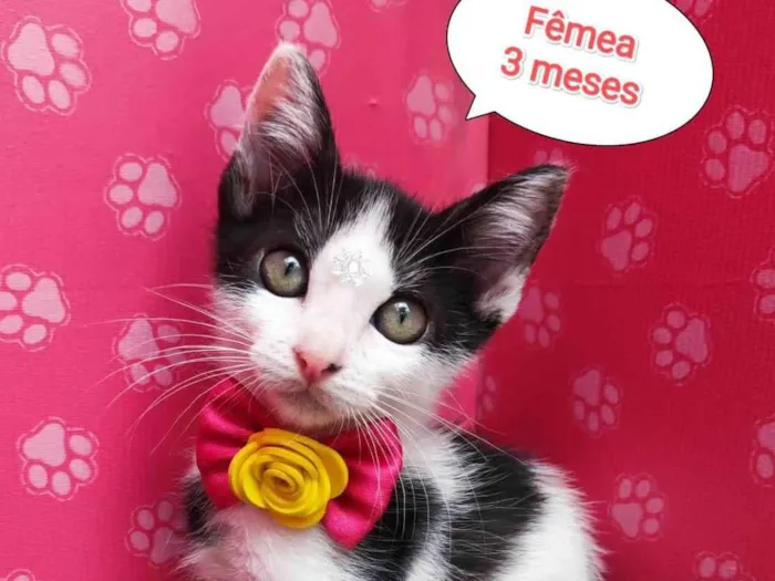 Gato ra a  idade 2 a 6 meses nome Riqueza 