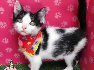 Gato raça SRD-ViraLata idade 2 a 6 meses nome Hey hey 