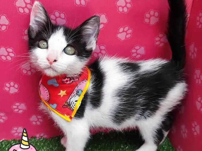 Gato ra a SRD-ViraLata idade 2 a 6 meses nome Hey hey 