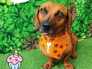 Cachorro raça Dachshund idade 5 anos nome Fredy