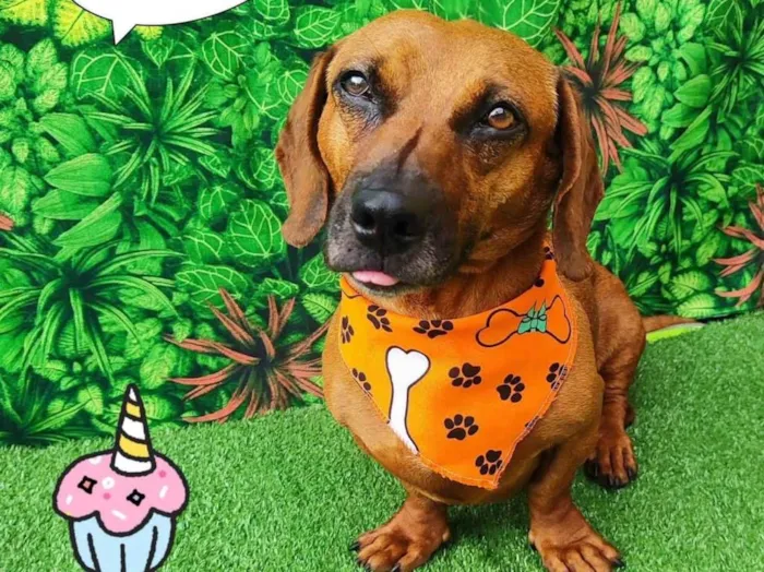 Cachorro ra a Dachshund idade 5 anos nome Fredy