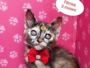 Gato raça SRD-ViraLata idade 2 a 6 meses nome Flor 