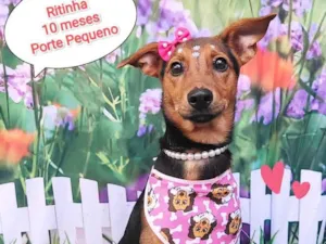 Cachorro raça SRD-ViraLata idade 7 a 11 meses nome Ritinha