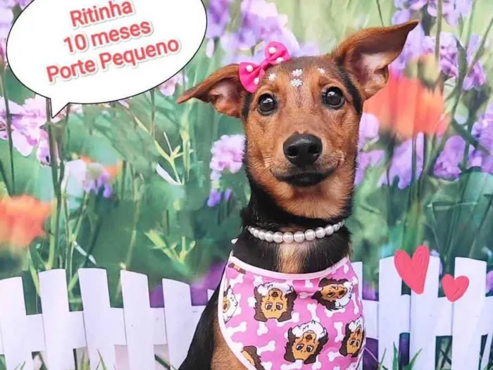Cachorro ra a SRD-ViraLata idade 7 a 11 meses nome Ritinha