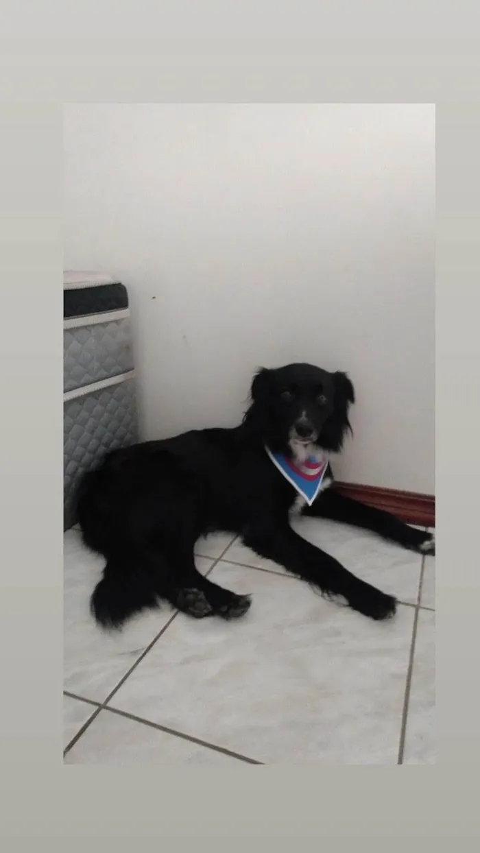 Cachorro ra a SRD com Boder Collie  idade 3 anos nome Scar 