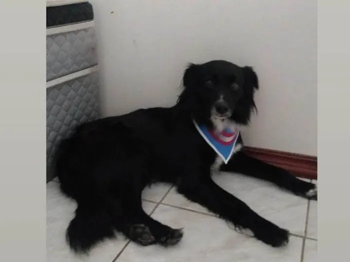 Cachorro ra a SRD com Boder Collie  idade 3 anos nome Scar 