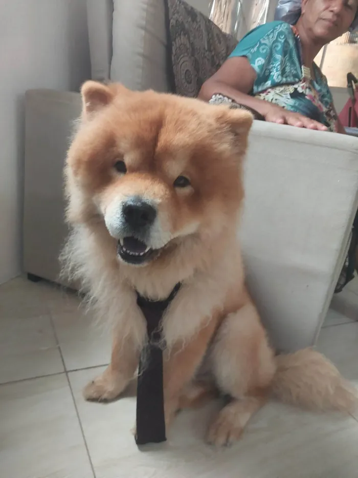 Cachorro ra a Chow Chow idade 4 anos nome Bob