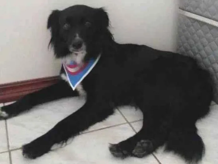 Cachorro ra a SRD com Boder Collie  idade 3 anos nome Scar 