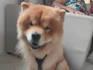Cachorro raça Chow Chow idade 4 anos nome Bob