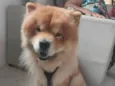 Bob
