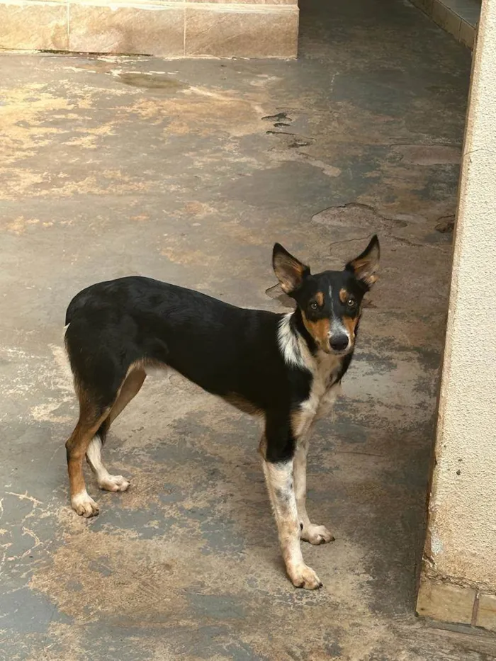 Cachorro ra a SRD-ViraLata idade 7 a 11 meses nome Tobi 