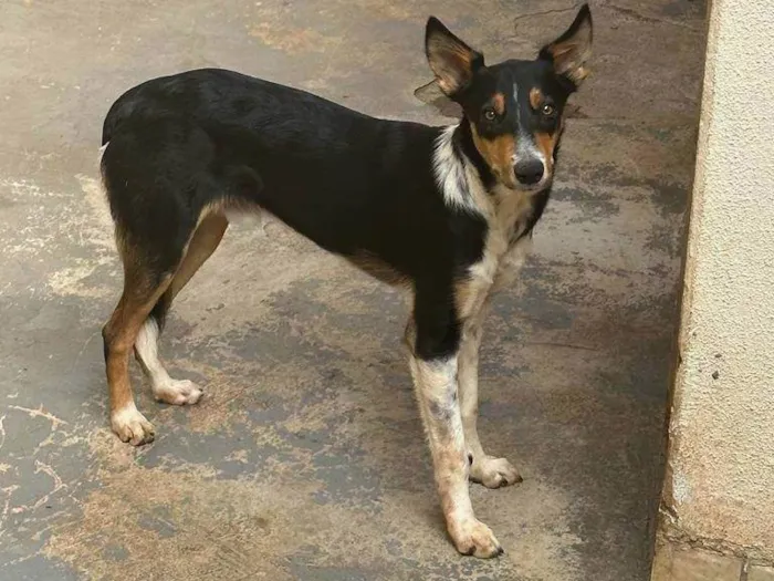 Cachorro ra a SRD-ViraLata idade 7 a 11 meses nome Tobi 