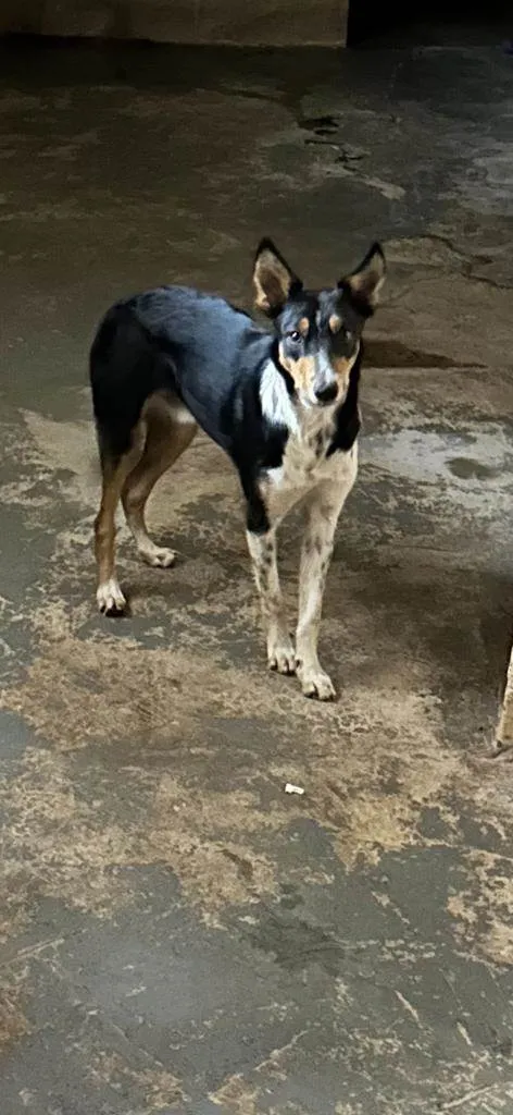 Cachorro ra a SRD-ViraLata idade 7 a 11 meses nome Tobi 