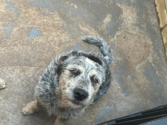 Cachorro ra a blue heeler idade 2 anos nome Magui 