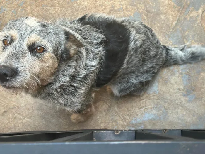 Cachorro ra a blue heeler idade 2 anos nome Magui 