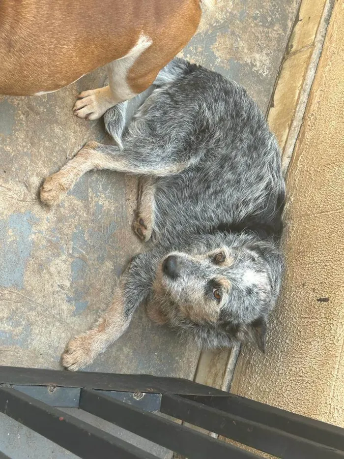 Cachorro ra a blue heeler idade 2 anos nome Magui 