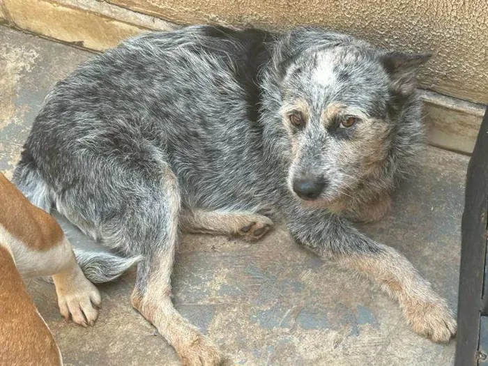 Cachorro ra a blue heeler idade 2 anos nome Magui 