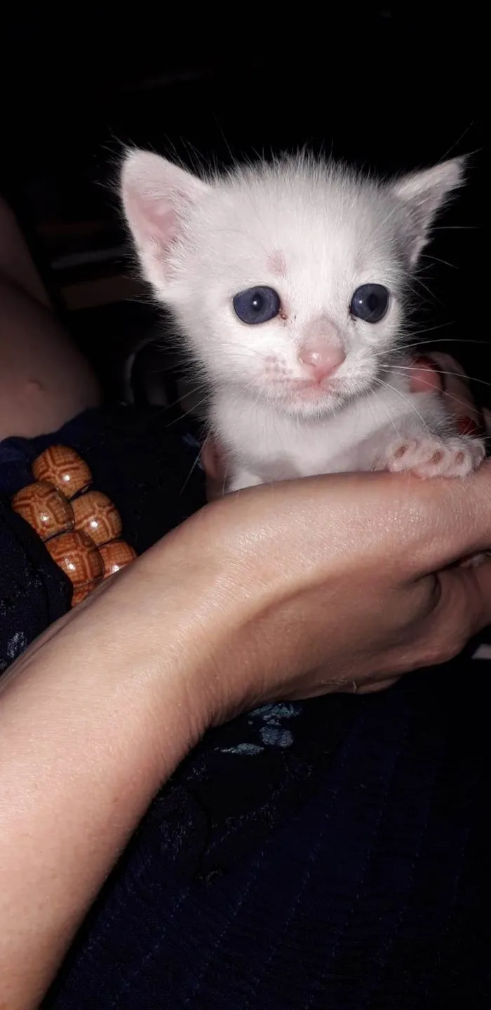 Gato ra a SRD-ViraLata idade Abaixo de 2 meses nome Sem nome