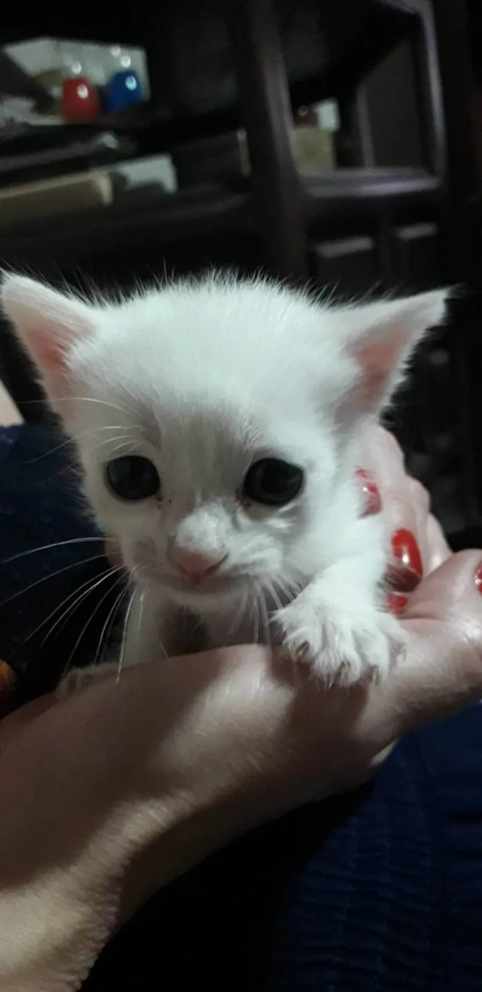 Gato ra a SRD-ViraLata idade Abaixo de 2 meses nome Sem nome
