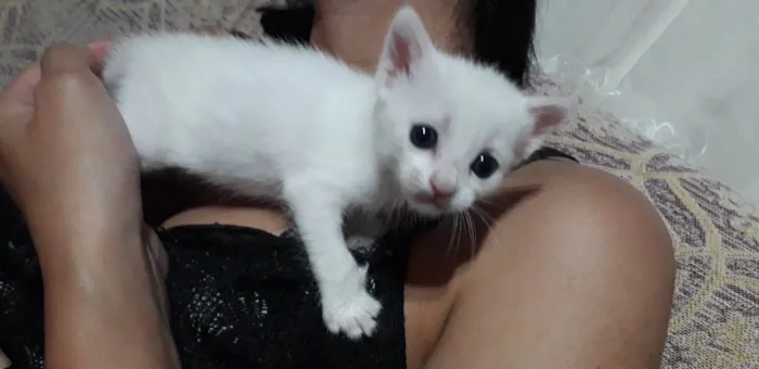 Gato ra a SRD-ViraLata idade Abaixo de 2 meses nome Sem nome