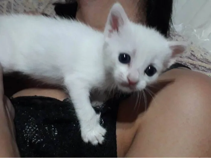 Gato ra a SRD-ViraLata idade Abaixo de 2 meses nome Sem nome