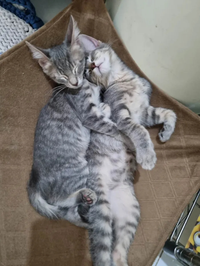 Gato ra a SRD-ViraLata idade 2 a 6 meses nome Oliver