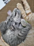 Oliver