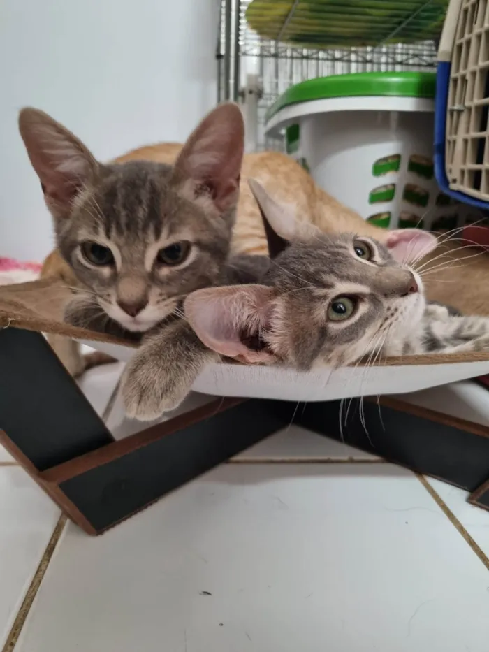 Gato ra a SRD-ViraLata idade 2 a 6 meses nome Oliver