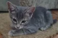 Oliver