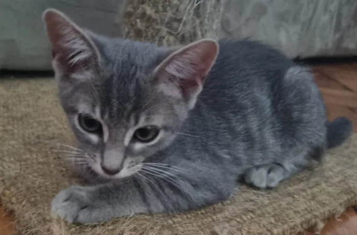 Gato ra a SRD-ViraLata idade 2 a 6 meses nome Oliver
