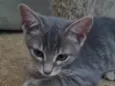 Oliver